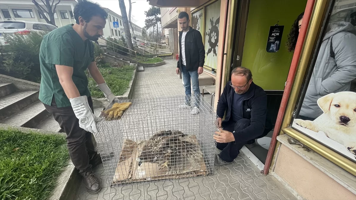 Bolu'da kanadı ampute edilen şah kartal Sakarya'da yeni yuvasına kavuştu