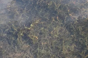 DÜZCE (AA) – Düzce Üniversitesinden (DÜ) akademisyenler, Bolu'daki Göksu Tabiat