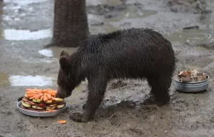 - Ovakorusu Celal Acar Yaban Hayvanları Kurtarma ve Rehabilitasyon Merkezi'ndeki