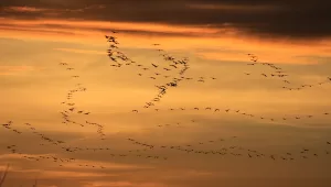 BURSA (A) – Ege bölgesi ve sulak alanlara doğru göç
