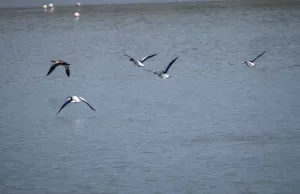 İZMİR (AA) – HALİL FİDAN – Kuş gözlemcileri, zengin yaşam