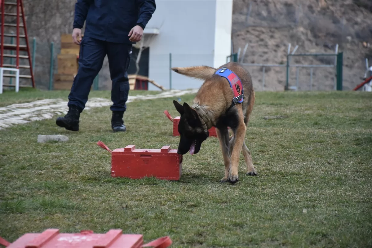 GÜMÜŞHANE (AA) – Gümüşhane Jandarma Komutanlığının 5 dedektör köpeği, keskin