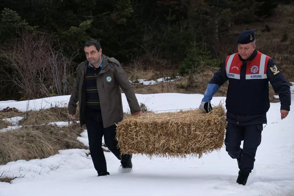 Ilgaz Dağı'na yem bırakıldı, tedavisi tamamlanan kızıl şahin doğaya salındı