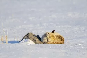 KARS (AA) – Kars'ta ilkbaharda etkili olan kar yağışıyla beyaza