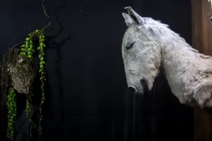 SÜLEYMANİYE (AA) – HEMİN HUSSEİN – Irak'ın Süleymaniye kentinde yaşayan