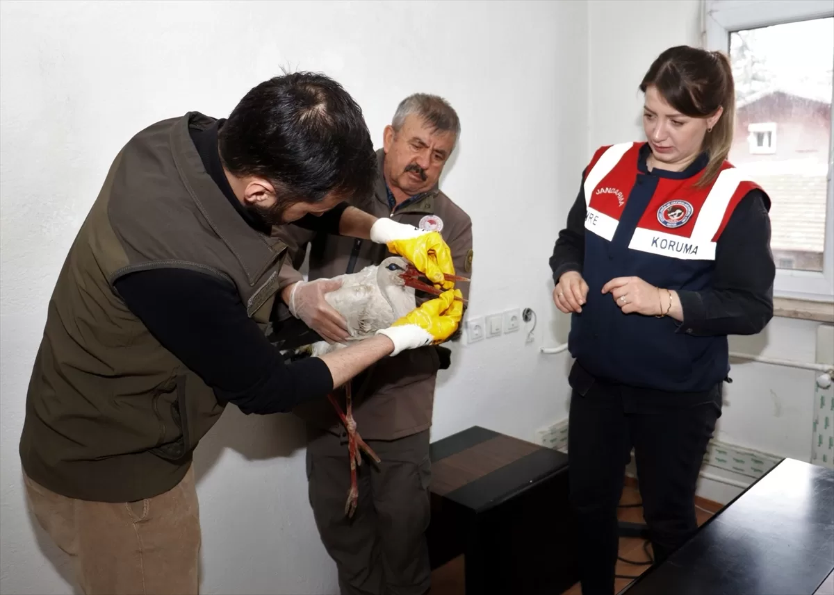 Isparta'da cami avlusuna düşen leyleği jandarma ekipleri kurtardı