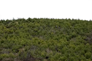 İZMİR (AA) – İzmir Orman Bölge Müdürü Zafer Derince, İzmir