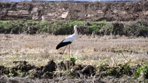 SİNOP (AA) – Sinop'un Saraydüzü ilçesindeki Cuma Ovası'na baharın müjdecisi
