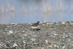 IĞDIR (AA) – Ağrı Dağı'nın buzul sularıyla oluşan Iğdır’daki Karasu