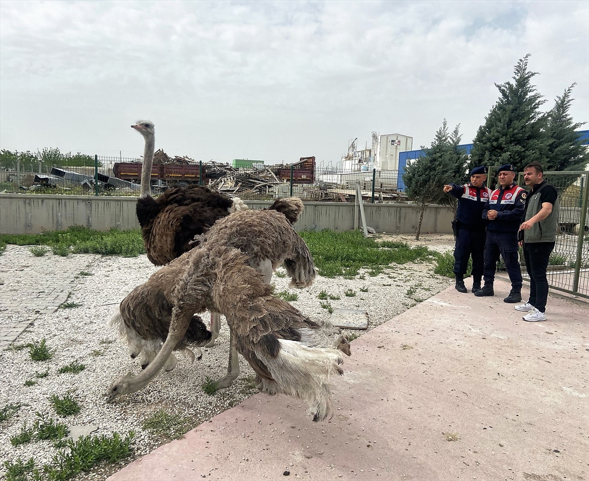 Aksaray’da yasa dışı hayvan ticareti yapan kişiye para cezası