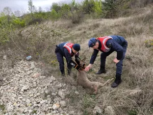 AMASYA (AA) – Amasya'nın Taşova ilçesinde, jandarma ekipleri tarafından yaralı