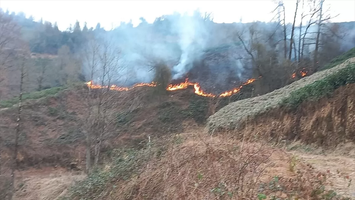 Artvin'de çıkan orman yangını kontrol altına alındı