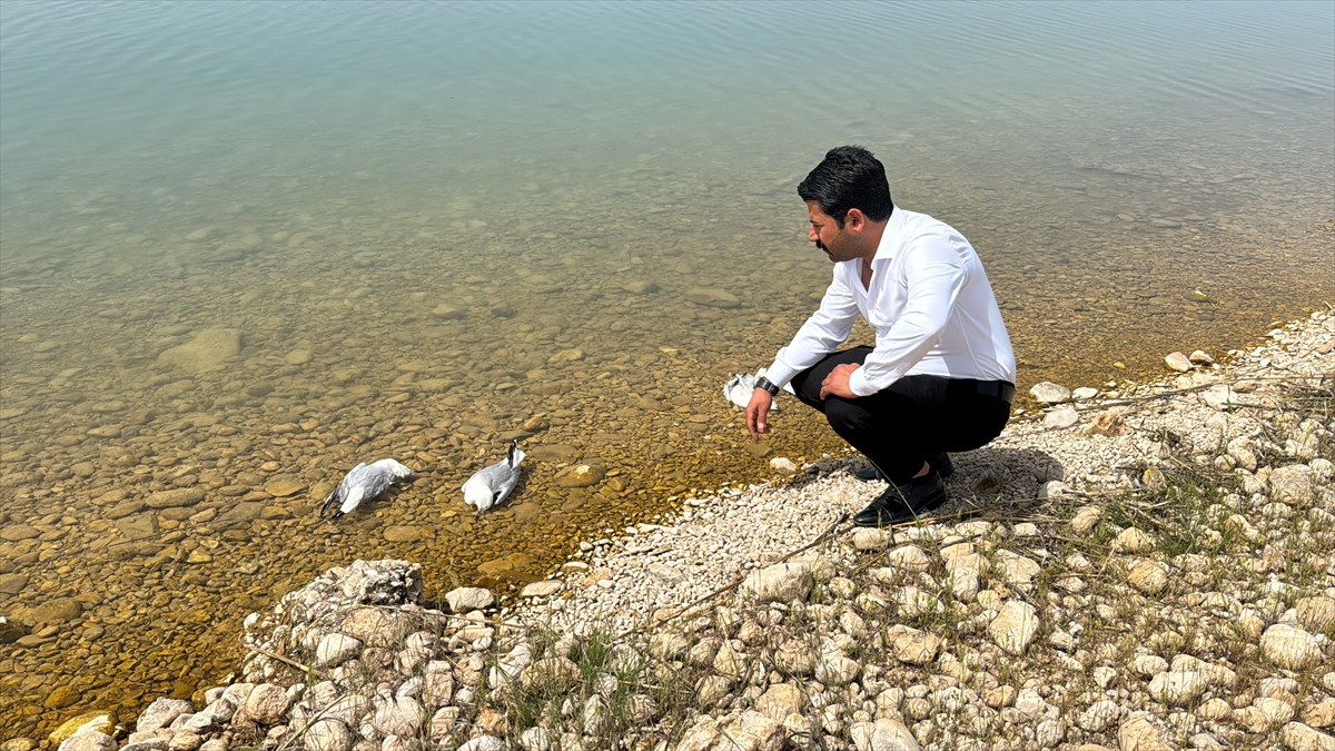 Atatürk Barajı'ndaki martı ölümlerinin nedeni araştırılıyor