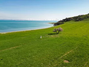 VAN (AA) – Van'ın Tuşba ilçesinde açtıkları çiçeklerle Van Gölü