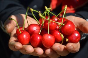 MANİSA (AA) – Manisa'nın Demirci ilçesinde üretimi yapılan Demirci kirazı,