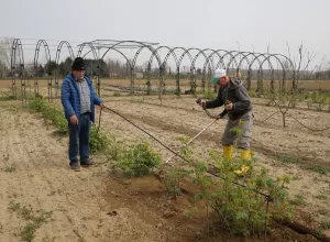 EDİRNE (AA) – Edirne'de, Trakya Tarımsal Araştırma Enstitüsünce 5 yıl