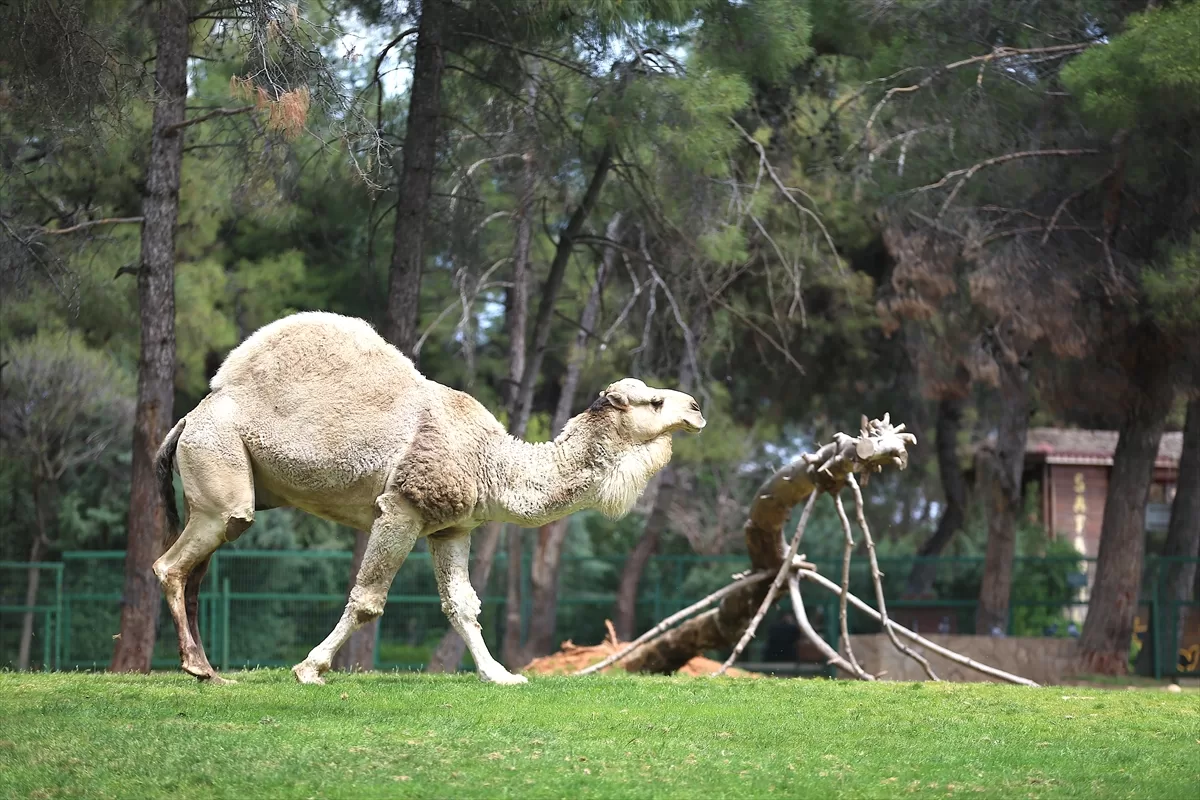 Gaziantep'teki hayvanat bahçesi bayram tatiline “kalabalık” başladı