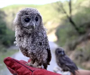 GİRESUN (AA) – Giresun'da tedavi ve bakım süreci tamamlanan 4
