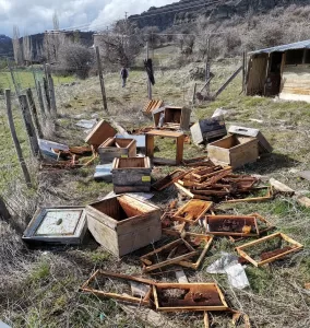 GİRESUN (AA) – Giresun'un Alucra ilçesinde bir üreticiye ait arı