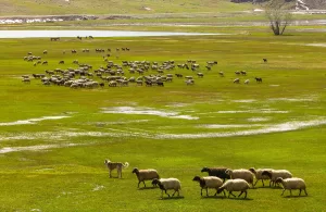 HAKKARİ (AA) – Hakkari'nin Yüksekova ilçesinde besiciler, sürülerini çetin geçen