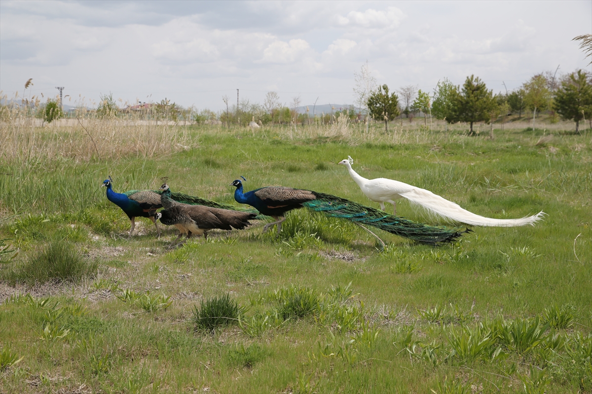 Hakkari'de el konulan tavus kuşları Van'da koruma altına alındı