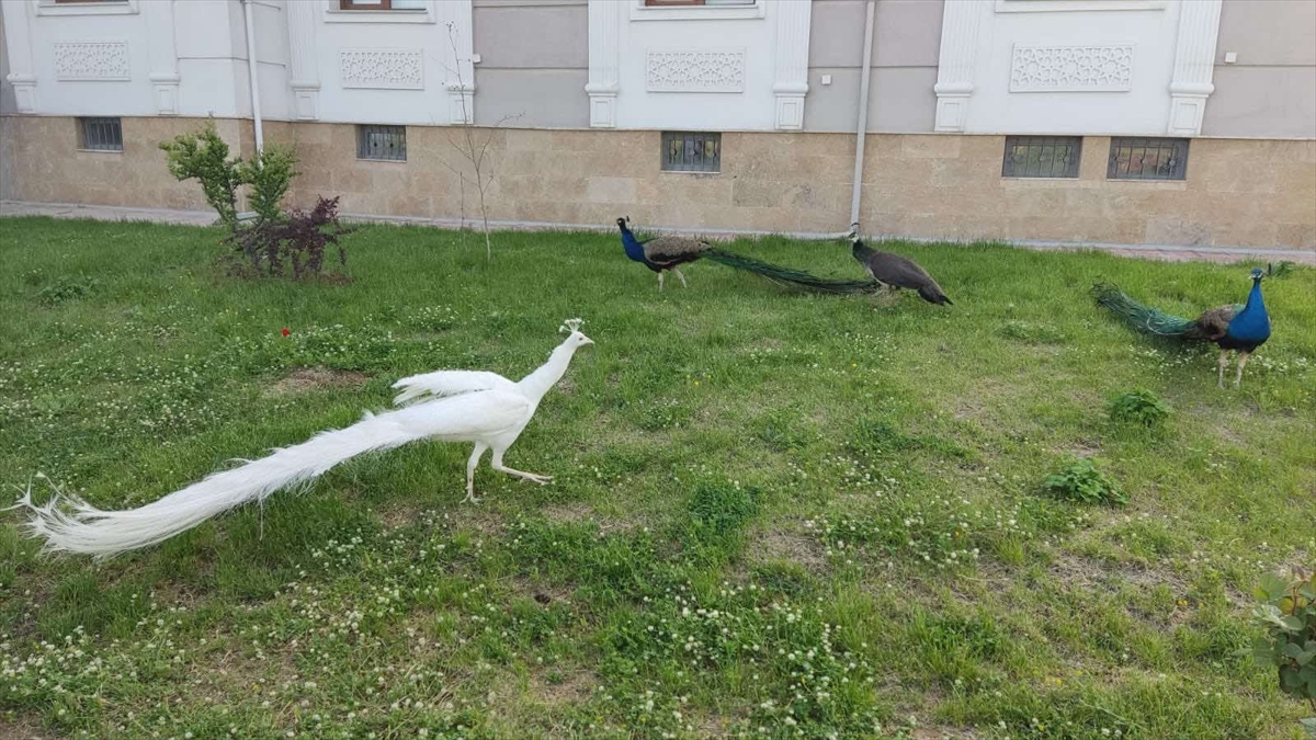 Hakkari'de yurda kaçak yollardan getirilen 5 tavus kuşuna el konuldu