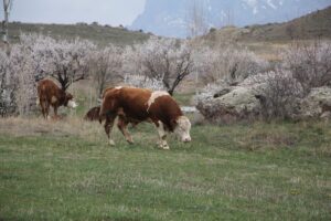 IĞDIR (AA) – Iğdır'da çiftçiler, ilkbaharın gelişiyle yeşeren meralarda küçük