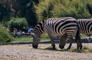 İZMİR (AA) – İzmir Doğal Yaşam Parkı, Ramazan Bayramı tatilinin