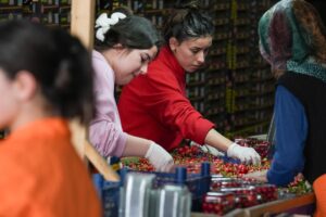 - Hasat edilen kirazlar Katar'a gönderildi