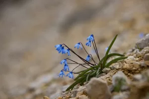 TUNCELİ (AA) – Tunceli'nin Ovacık ilçesinde ilkbaharın gelişiyle Munzur Dağları'nda