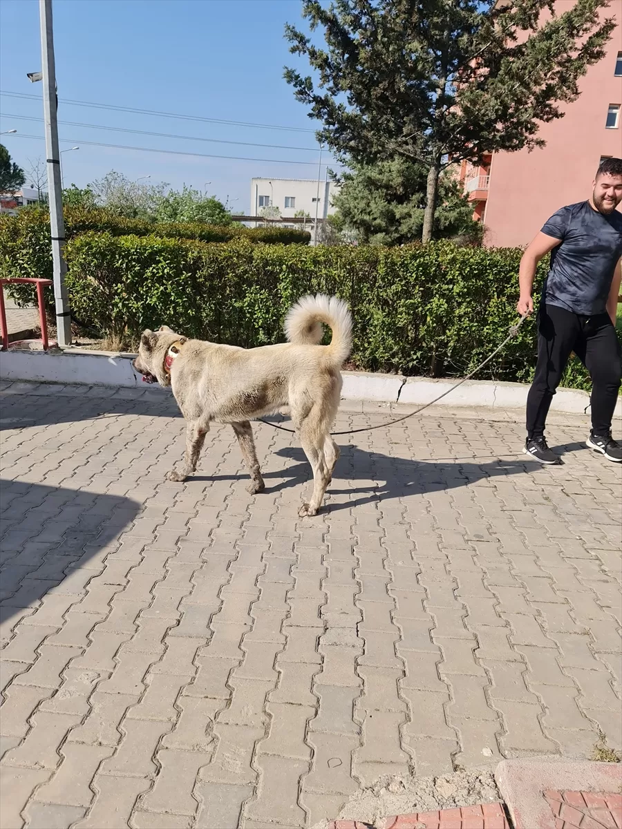 Kırklareli'nde köpek dövüştürdükleri iddiasıyla 34 şüpheli yakalandı
