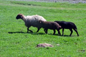 MUŞ (AA) – Muş'taki besiciler, çetin geçen kışın ardından havanın