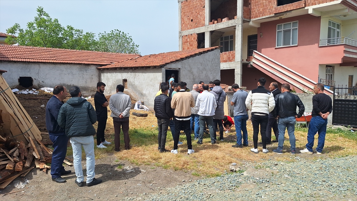 Samsun'da ahırdaki 12 buzağı ile 1 oğlak saldırgan hayvanlarca öldürüldü