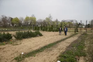 EDİRNE (AA) – Mimar Sinan'ın ustalık eseri Selimiye Camisi'nin önemli