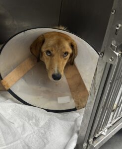 ZONGULDAK (AA) – Bartın'da vücudunun çeşitli yerlerinden silahla vurulmuş haldeyken