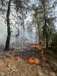 SİNOP (AA) – Sinop'un Boyabat ilçesinde çıkan orman yangınında yaklaşık