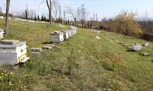 SAMSUN (AA) – Ondokuz Mayıs Üniversitesi (OMÜ) Ziraat Fakültesi Zootekni