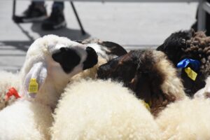 VAN (AA) – Van'da bu yıl 14'üncüsü düzenlenen "Doğu Anadolu