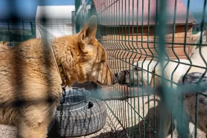 - Hayvansever Buket Özgünlü'nun kurucu başkanı olduğu "Yaşama Tutunan Patiler