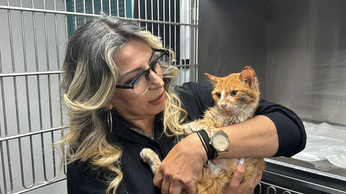 Zonguldak'ta çene kemiği kırılan sahipsiz kedi ameliyat edildi
