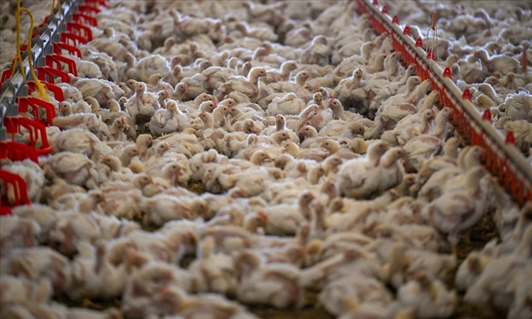Tavuk eti üretimi martta aylık yüzde 1,6, yıllık yüzde 2,7 arttı