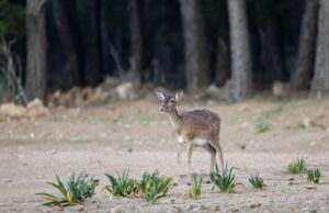 ANTALYA (AA) – SÜLEYMAN ELÇİN – Dünyada orijini bozulmamış saf