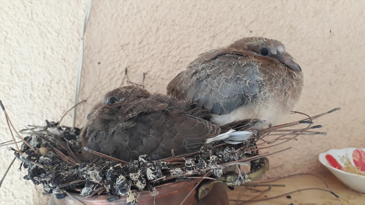 Amasya'da Menekşe ailesi balkonlarını 2 yıldır yuva yapan kumrulara devretti