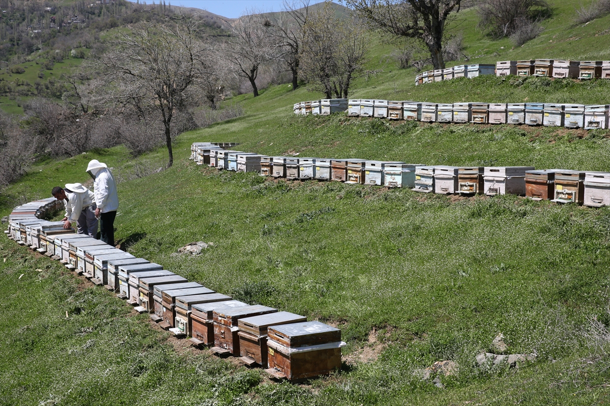 Arıların yeteri kadar nektar alamaması koloni kayıplarına yol açıyor