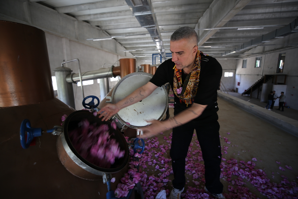 Berdan Mardini'nin memleketinde kurduğu fabrikada işlenecek güllerin hasadı yapıldı