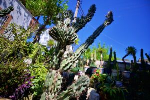 - Osmaniye'de 13 yaşından beri kaktüs yetiştiren Yunus Gedik, bahçesini