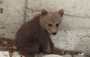 BOLU (AA) – Bolu'da, 2024 Paris Olimpiyatları'na hazırlanan güreş milli