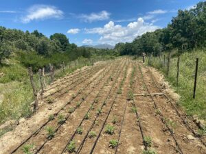 DİYARBAKIR (AA) – Diyarbakır'ın Lice ilçesi kırsalında düzenlenen operasyonda, 90