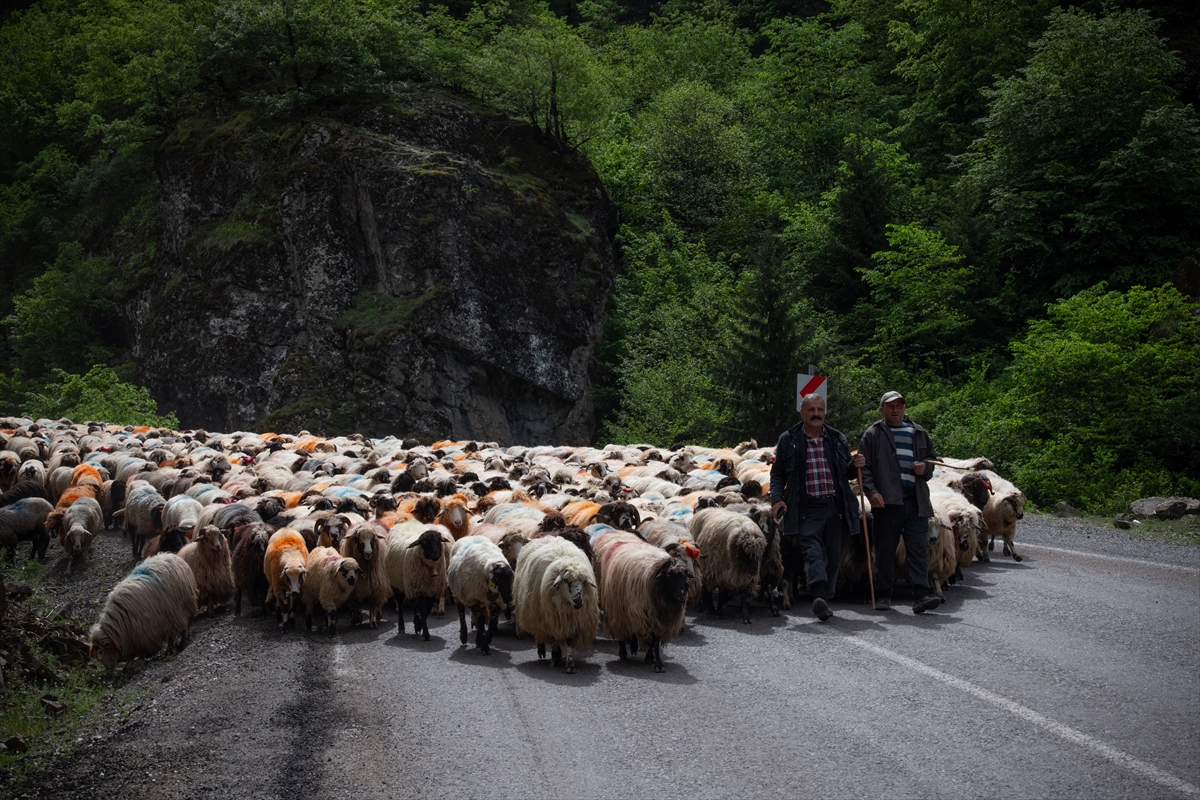 Doğu Karadeniz'de besicilerin yaylalara göçü sürüyor