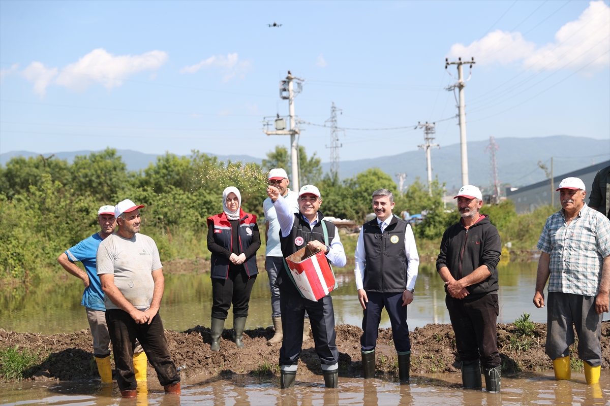 Düzce'de coğrafi işaretli “Konuralp pirinci”nde hedef 1470 ton üretim